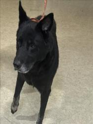 Shelter Stray Male Dog last seen , 957 N Gaffey St, San Pedro, CA 90731, USA