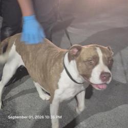 Shelter Stray Male Dog last seen Near BLOCK BANDERA RD, 4710 TX-151, San Antonio, TX 78227, USA
