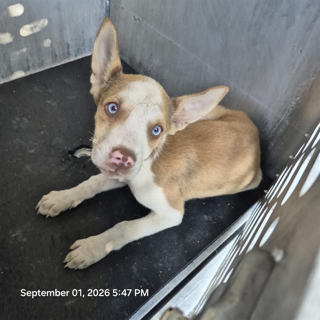 Shelter Stray Female Dog last seen Near BLOCK W CHERYL DR, 4710 TX-151, San Antonio, TX 78227, USA