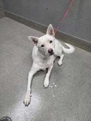 Shelter Stray Female Dog last seen GRAND CANYON DR | S GRAND CANYON DR, 655 N Mojave Rd, Las Vegas, NV 89101, USA