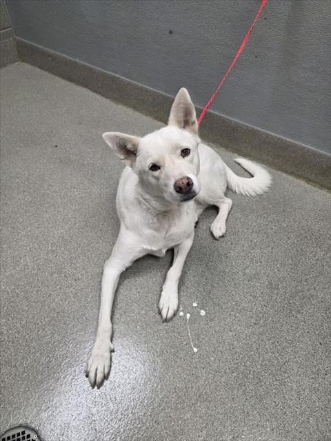 Shelter Stray Female Dog last seen GRAND CANYON DR | S GRAND CANYON DR, 655 N Mojave Rd, Las Vegas, NV 89101, USA