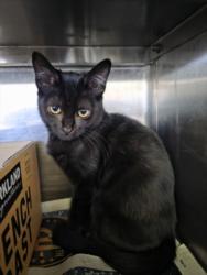 Shelter Stray Female Cat last seen , West Valley Animal Shelter, 20655 Plummer St, Chatsworth, CA 91311, USA