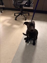 Shelter Stray Female Dog last seen , 14409 Vanowen St, Van Nuys, CA 91405, USA