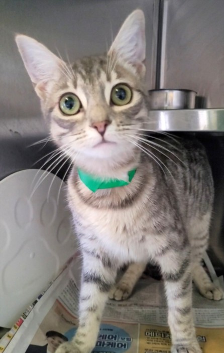 Shelter Stray Female Cat last seen , West Valley Animal Shelter, 20655 Plummer St, Chatsworth, CA 91311, USA