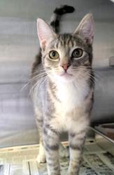 Shelter Stray Female Cat last seen , West Valley Animal Shelter, 20655 Plummer St, Chatsworth, CA 91311, USA
