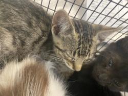 Shelter Stray Male Cat last seen , West Valley Animal Shelter, 20655 Plummer St, Chatsworth, CA 91311, USA