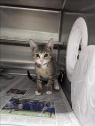 Shelter Stray Male Cat last seen , West Valley Animal Shelter, 20655 Plummer St, Chatsworth, CA 91311, USA