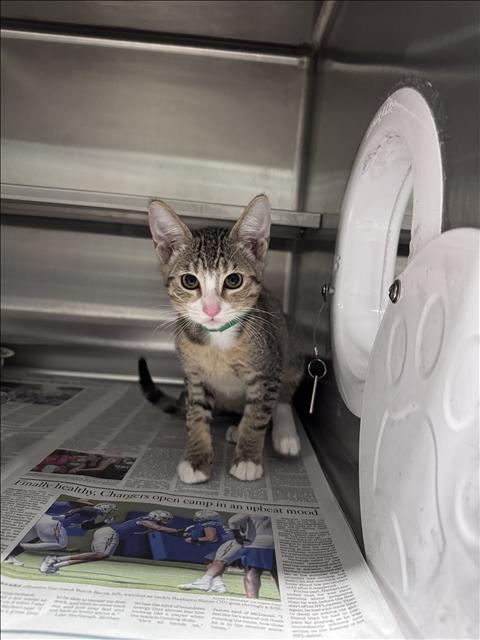Shelter Stray Male Cat last seen , West Valley Animal Shelter, 20655 Plummer St, Chatsworth, CA 91311, USA
