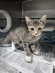 Shelter Stray Female Cat last seen , West Valley Animal Shelter, 20655 Plummer St, Chatsworth, CA 91311, USA