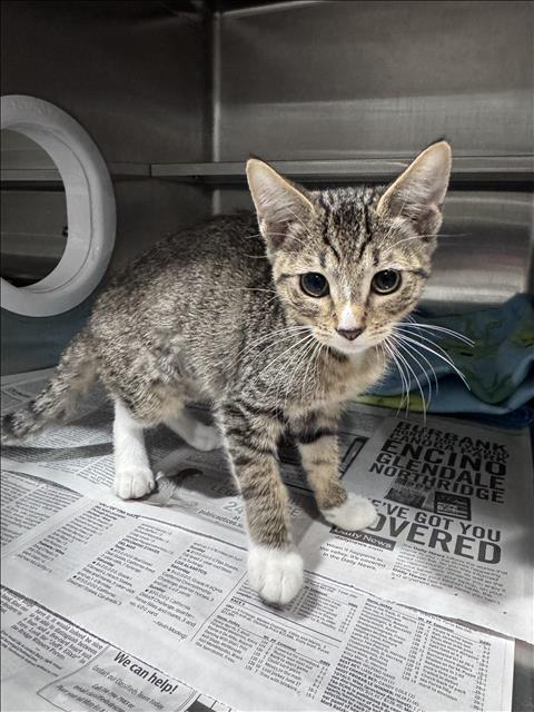 Shelter Stray Female Cat last seen , West Valley Animal Shelter, 20655 Plummer St, Chatsworth, CA 91311, USA