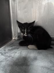 Shelter Stray Unknown Cat last seen , West Valley Animal Shelter, 20655 Plummer St, Chatsworth, CA 91311, USA
