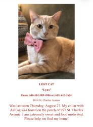 Lost Male Cat last seen N. Highland Ave, Atlanta, GA 30306