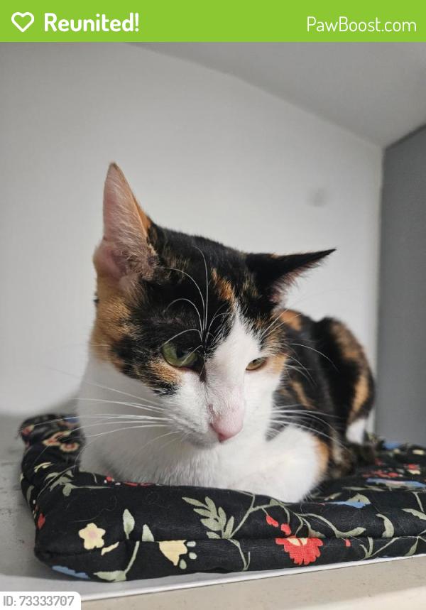 Reunited Female Cat last seen Near 16th Ave, Brooklyn, NY 11214, USA, Brooklyn, NY 11214