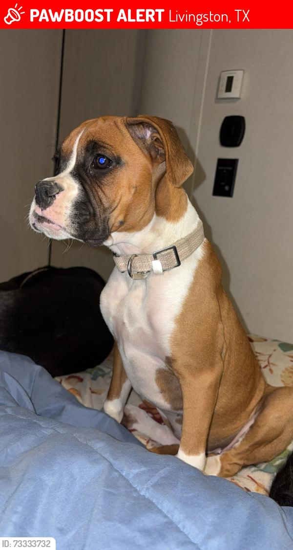 Lost Female Dog last seen Hillbilly heaven rd, Livingston, TX 77351