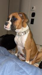 Lost Female Dog last seen Hillbilly heaven rd, Livingston, TX 77351