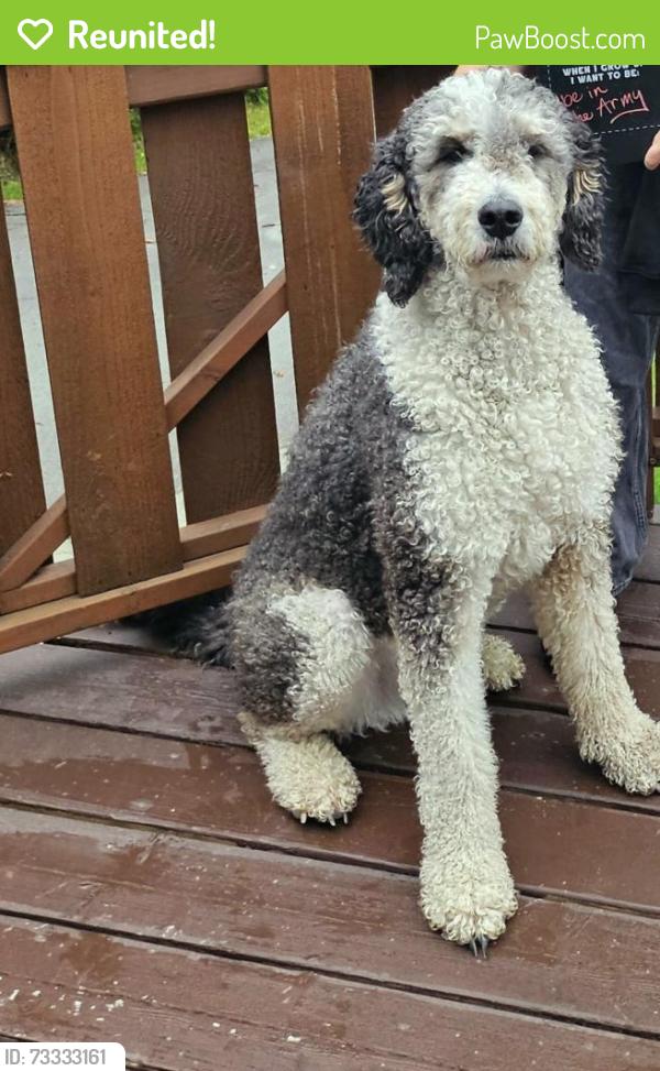 Reunited Male Dog last seen Near E. 112th Ave., Anchorage, AK 99516, Anchorage, AK 99516