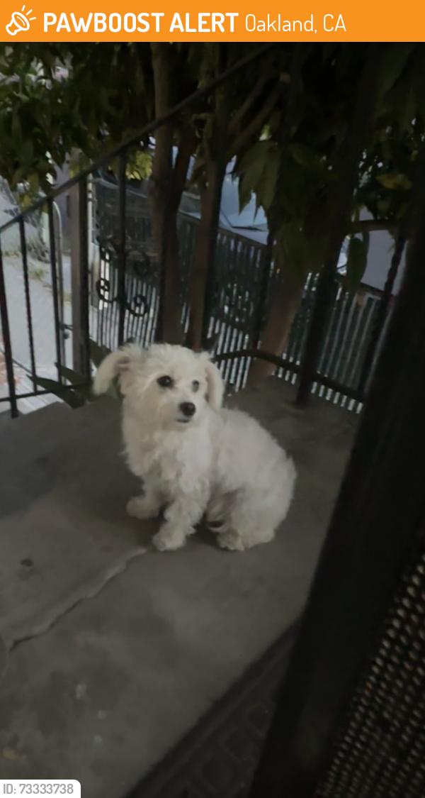 Found/Stray Unknown Dog last seen E 20th street, Oakland, CA 94606