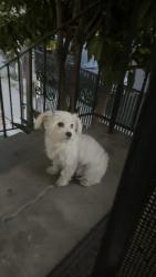 Found/Stray Unknown Dog last seen E 20th street, Oakland, CA 94606