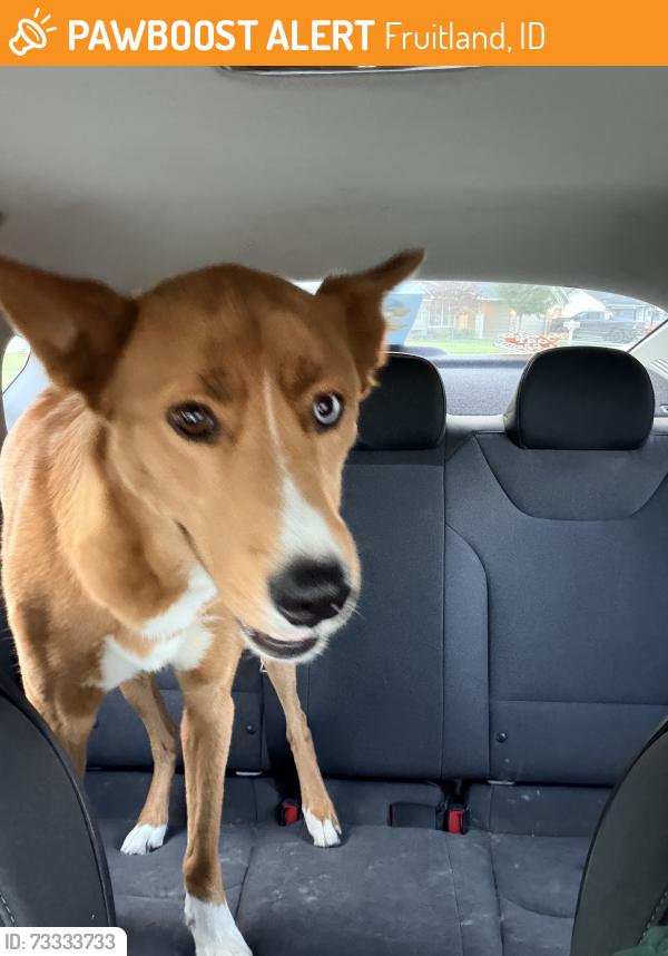 Found/Stray Female Dog last seen Pennsylvania Ave, Fruitland, ID 83619