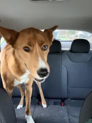 Found/Stray Female Dog last seen Pennsylvania Ave, Fruitland, ID 83619
