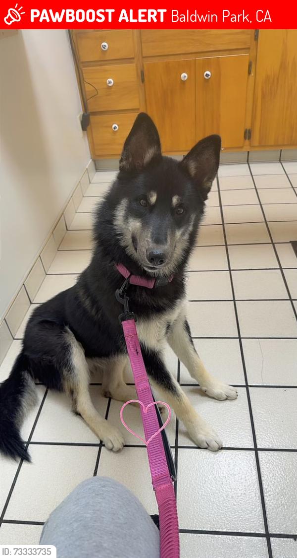 Lost Female Dog last seen Near olive st Baldwin park ca 91706, Baldwin Park, CA 91706