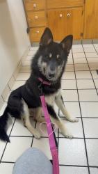 Lost Female Dog last seen Near olive st Baldwin park ca 91706, Baldwin Park, CA 91706