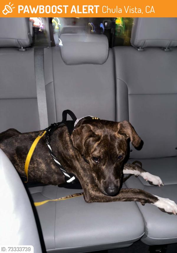 Found/Stray Male Dog last seen Near KFC on Palomar chula vista, Chula Vista, CA 91911