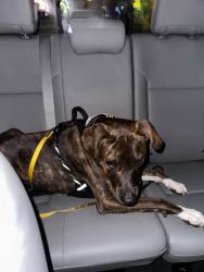 Found/Stray Male Dog last seen Near KFC on Palomar chula vista, Chula Vista, CA 91911