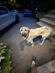 Reunited Male Dog last seen Cottage lake area, Woodinville, WA 98072