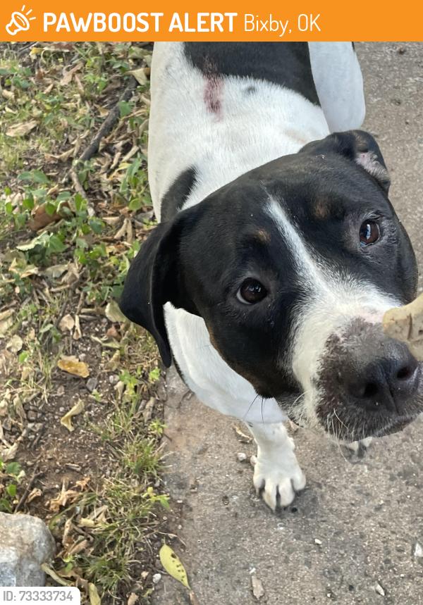 Found/Stray Female Dog last seen Breckenridge Post Office, Bixby, OK 74008
