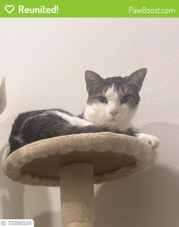 Reunited Male Cat last seen Abbey ln Centerton AR, Centerton, AR 72719