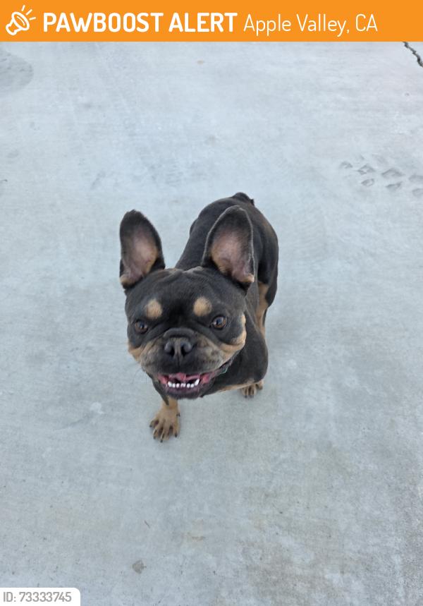 Found/Stray Male Dog last seen Zuni rd, Apple Valley, CA 92307