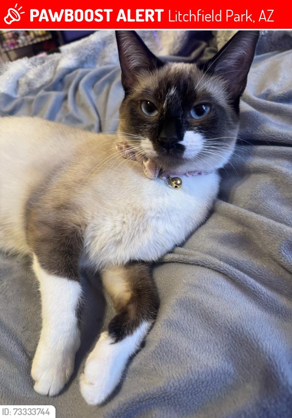 Lost Female Cat last seen V Vermont ave, Litchfield Park, AZ 85340