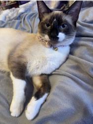 Lost Female Cat last seen V Vermont ave, Litchfield Park, AZ 85340