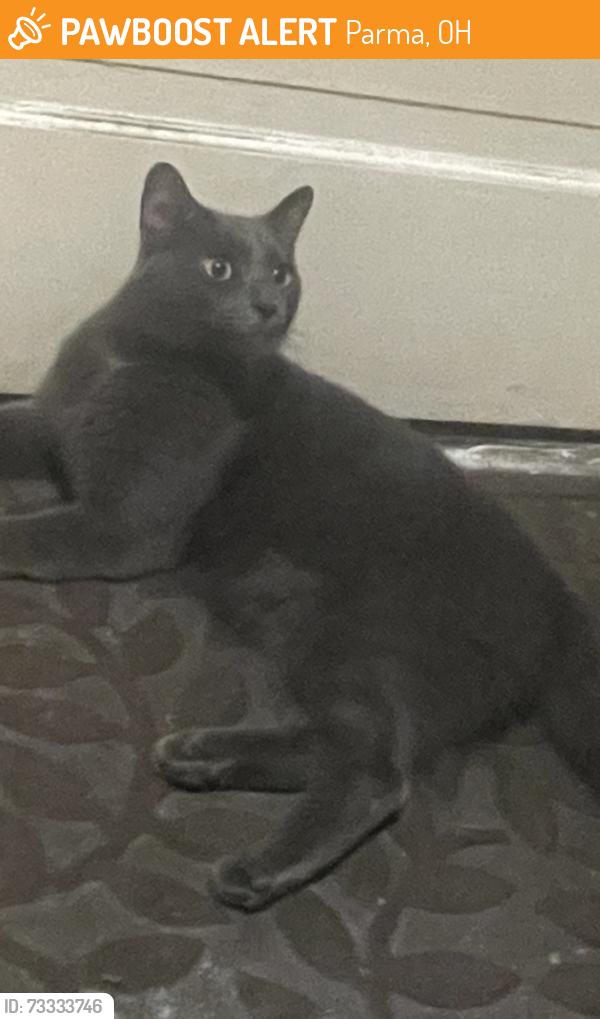 Found/Stray Male Cat last seen West 54th, Parma, OH 44129