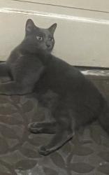 Found/Stray Male Cat last seen West 54th, Parma, OH 44129