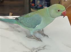 Lost Female Bird last seen Bevans dr, San Jose, CA 95129