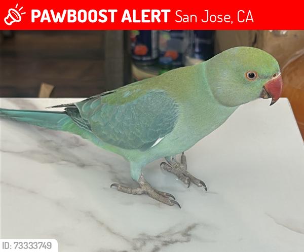Lost Female Bird last seen Bevans dr, San Jose, CA 95129