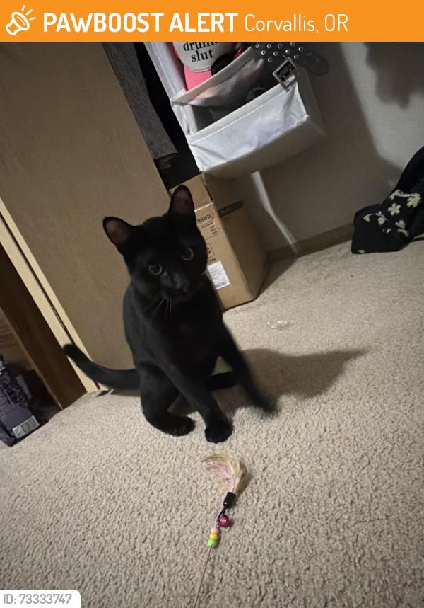Found/Stray Female Cat last seen Near SE 3rd St Corvallis Oregon, Corvallis, OR 97333