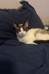 Lost Male Cat last seen Campus pointe court, Charlotte, NC 28262