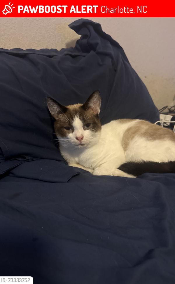 Lost Male Cat last seen Campus pointe court, Charlotte, NC 28262