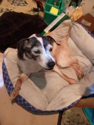 Lost Female Dog last seen Near Bell road Watertown tn, Watertown, TN 37184