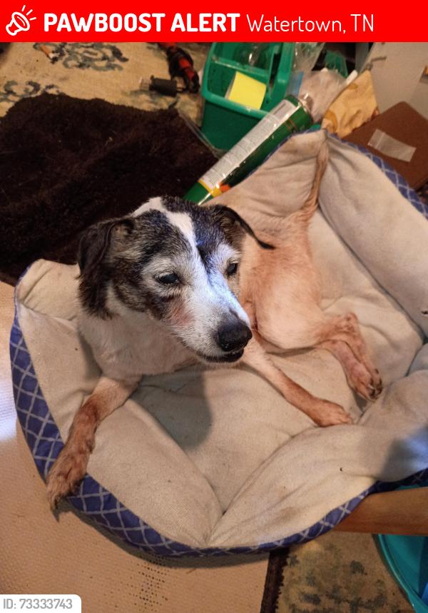 Lost Female Dog last seen Near Bell road Watertown tn, Watertown, TN 37184
