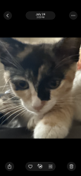 Lost Female Cat last seen Near belle terrace, Bakersfield, CA 93309