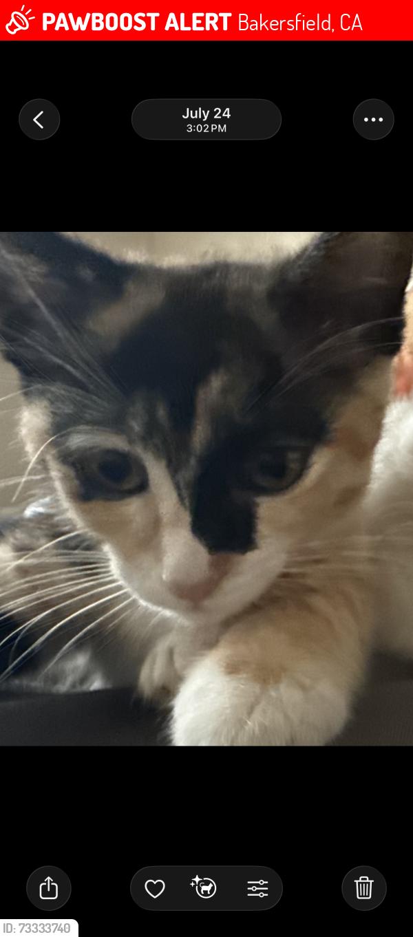 Lost Female Cat last seen Near belle terrace, Bakersfield, CA 93309