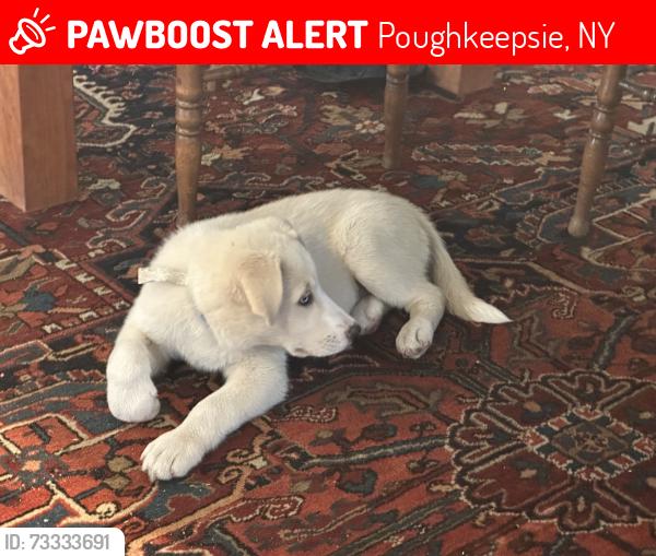 Lost Male Dog last seen Montgomery,, S. Hamilton near Sam's convenience store, Poughkeepsie, NY 12601