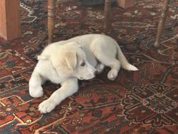 Lost Male Dog last seen Montgomery,, S. Hamilton near Sam's convenience store, Poughkeepsie, NY 12601