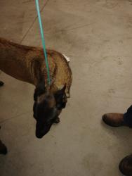 Found/Stray Female Dog last seen Broadway and staply, Mesa, AZ 85204