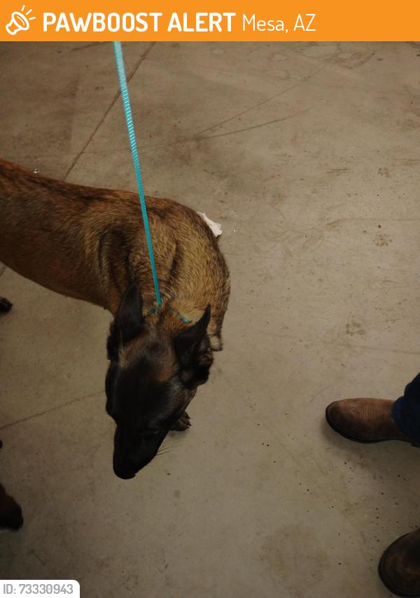Found/Stray Female Dog last seen Broadway and staply, Mesa, AZ 85204