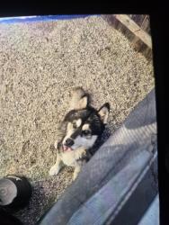 Found/Stray Male Dog last seen Near E Avenue Q7, Palmdale, CA 93550